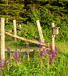 Lupines in bloom along a cedar split-rail fence located in the upper field of Jackson's Lodge and Log Cabins, Canaan, Northeast Kingdom, Vermont.