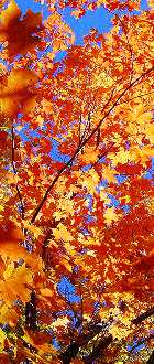 A closeup of some brilliant Vermont fall foliage (Click for larger image.)