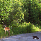 E-broughta the cat befriends a young doe at pet-friendly Jackson's Lodge and Log Cabins - Gloria Jackson photo -  Click for larger image