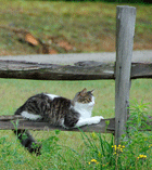 Kibitzer the cat resting on a split-rail fence at pet-friendly vacation destination, Jackson's Lodge and Log Cabins - Fran Bigney Photo - Click for larger image