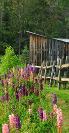 Lupines bloom along a cedar split-rail fence near the back shed at family-friendly Jackson's Lodge and Log Cabins - Fran Bigney photo