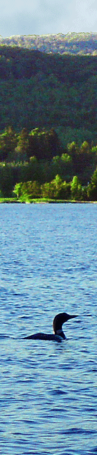 Adult loon on lake wallace