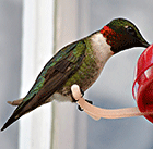 A male hummingbird visits one of the feeders outside the windows of Jackson's Cafe