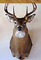 Father and son bucks mounted in NEK home. The deer on the left was taken by former Canaan Schools math teacher Walter Earle.  The two to the right were taken by Walter's son Travis. (Click for larger image.)