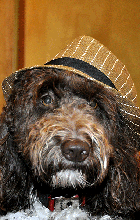 Cool dog wearing a cool hat (Click for larger image.)