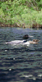 A family of loons enjoys the quiet waters of nearby Little Averill Lake.  Jackson's logo was created from this picture. - Fran Bigney photo (Click for larger image.)