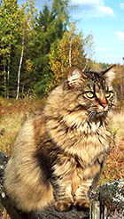 Ebroughta the cat poses on the fence in the upper field of Jackson's Lodge and Log Cabins - Click for larger image.