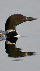 A loon swims on a very tranquil Lake Wallace in Vermont's Northeast Kingdom - Rob Whitcomb photo - Click for larger image