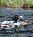 Photo of an adult loon with two babies on Little Averill Pond in Averill, VT, part of Vermont's Northeast Kingdom (a five minute ride from Jackson's)(Click for larger image.)