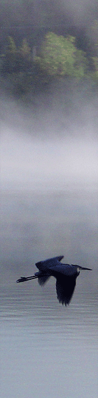 Heron in flight over beautiful Lake Wallace (Wallace Pond) in the Northeast Kingdom of Vermont