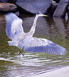 Heron on Jackson's sandy beach - Fran Bigney photo