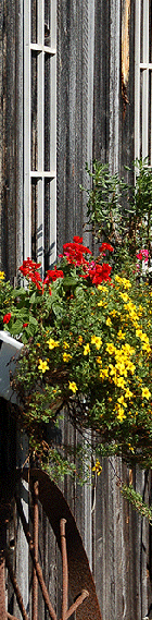 Flower boxes in bloom on the back shed at Jackson's Lodge and Log Cabins - Fran Bigney photo