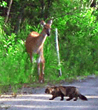 Ebroughta the cat greets her young doe friend at pet-friendly Jackson's Lodge and Log Cabins, Canaan, VT - Gloria Jackson photo - Click for larger image