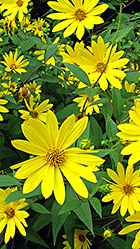 A cluster of flowers in Jackson's Lodge main perennial garden (Click for larger image)