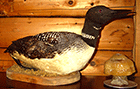 A stuffed common loon from the old days of Jackson's Lodge is on display in The Main Lodge at Jackson's (Click for larger image.)